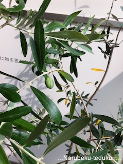 olive1.jpg
