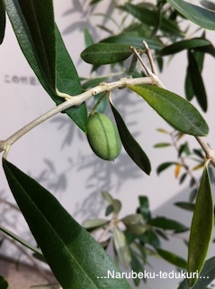 olive2.jpg